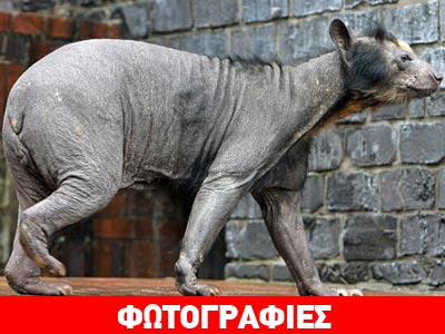 Κι όμως είναι αρκούδα