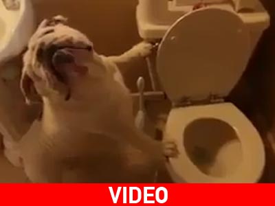 Απίθανο bulldog! Απίθανο bulldog!