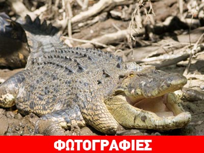 Βρέθηκε το πτώμα του άνδρα που είχε δεχθεί επίθεση από κροκόδειλο