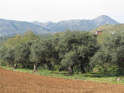 Επιχορήγηση των περιφερειών για την δακοκτονία