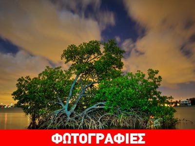 Δέντρα που φυτρώνουν στη θάλασσα!