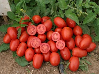 Δωρεάν ντομάτες στην Ερέτρια