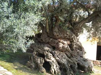 Χτύπησε το κεφάλι του πάνω στην ελιά και πέθανε!