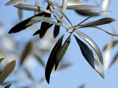 Έκοψαν ελιές για καυσόξυλα