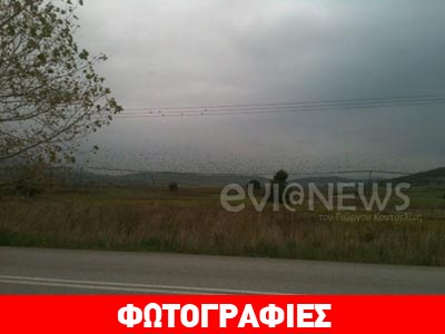 Επιδρομή πουλιών στην Εύβοια