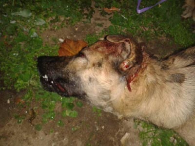 Σοκ: Συνέτριψαν το κεφάλι σκύλου και τον άφησαν να αργοπεθαίνει