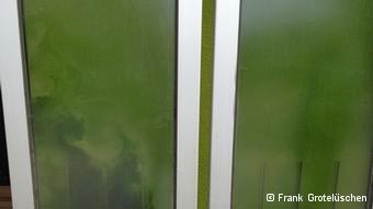 Η ειδική κατασκευή από γυαλί και φύκια