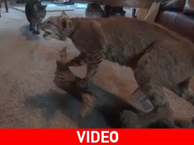 Οι γάτες έπαθαν πλάκα!