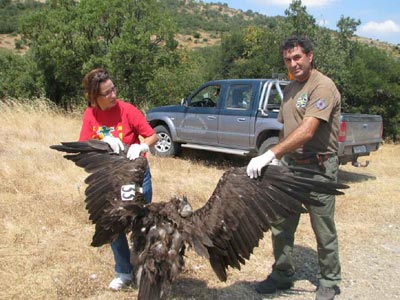 Νεκρός μαυρόγυπας από δηλητηριασμένο δόλωμα