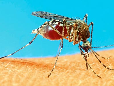 Σε ετοιμότητα για τον ιό του Δυτικού Νείλου