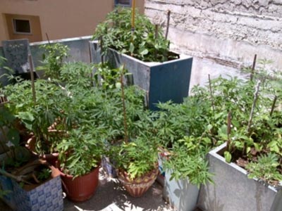 Καλλιεργούσε κάνναβη στην αυλή του σπιτιού του