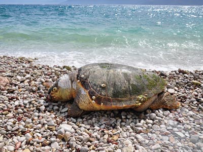 Τραυματισμένη καρέτα – καρέτα στον Αμβρακικό κόλπο