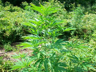 Μεγάλη φυτεία κάνναβης εντοπίστηκε στο Ρέθυμνο