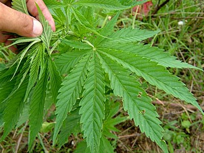 Εντοπίστηκε εργαστήριο καλλιέργειας κάνναβης στη Μεταμόρφωση