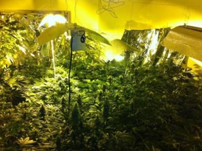 Καλλιεργούσε κάνναβη στο σπίτι του