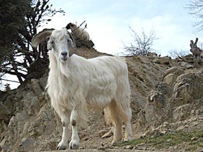 Συνελήφθη επειδή πυροβόλησε κατσίκα!