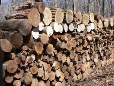 Πάνω από 500.000 καυσόξυλα εισάγονται καθημερινά από τη Βουλγαρία