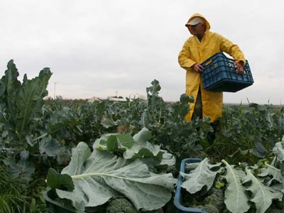 Δωρεάν κηπευτικά σήμερα στην Αττική