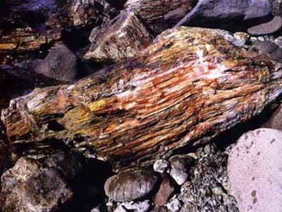 Μυτιλήνη: Βρέθηκε κορμός δέντρου από την εποχή των δεινοσαύρων