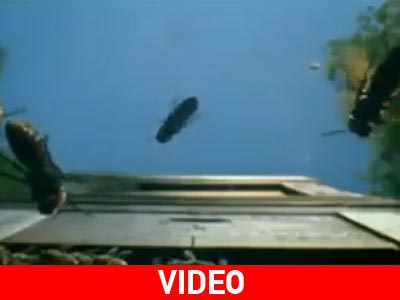 Σφήκες vs μέλισσες!