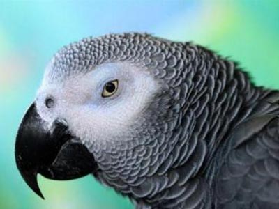 Μυαλό τρίχρονου έχει ο παπαγάλος!