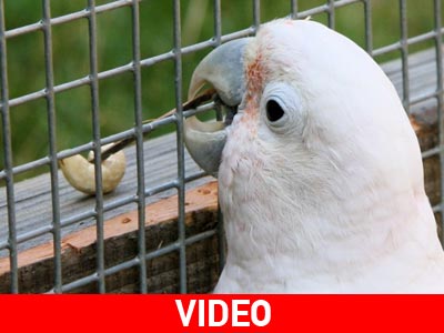 Παπαγάλος κατασκευάζει μόνος του «εργαλεία»!