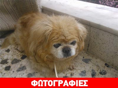 Βρέθηκε αρσενικό πεκινουά στο Χαλάνδρι