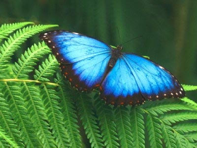 Μεταλλαγμένες πεταλούδες στη Φουκουσίμα