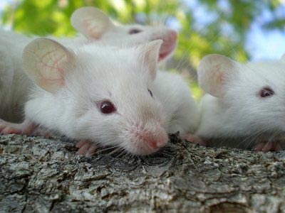 Ποντίκια με εμφυτευμένα ανθρώπινα εγκεφαλικά κύτταρα έγιναν πιο έξυπνα