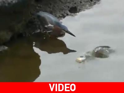 Το πουλί που ψαρεύει!