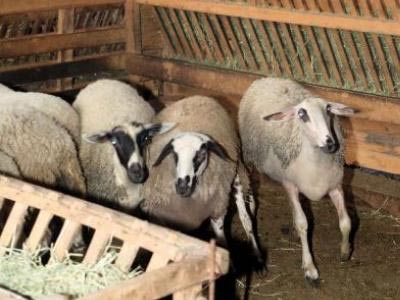 Καστοριά: Κάηκαν ζωντανά τριάντα αιγοπρόβατα