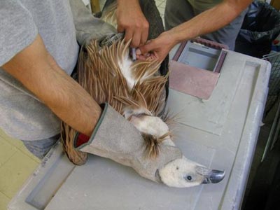 Δηλητηριάζουν τα άγρια πτηνά της Κρήτης