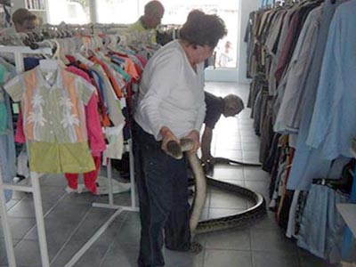 Ο… διαρρήκτης ήταν πύθωνας 5,7 μέτρων!