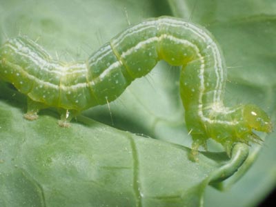 Το πράσινο σκουλήκι «θερίζει» τις βαμβακοκαλλιέργειες