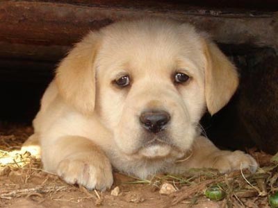 Τον συνέλαβαν επειδή πυροβόλησε σκύλο
