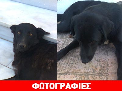 Ζητείται ξενώνας για αυτά τα σκυλάκια!