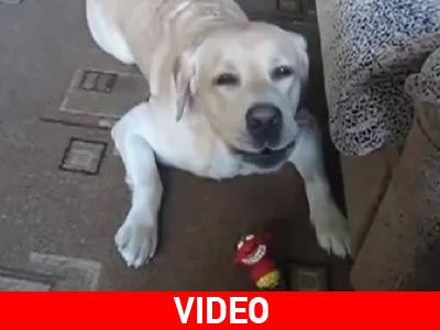 Κάτι δεν πάει καλά με τον σκύλο!