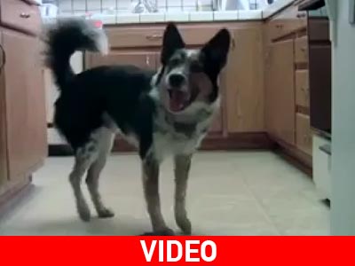 Σκύλος θαύμα!