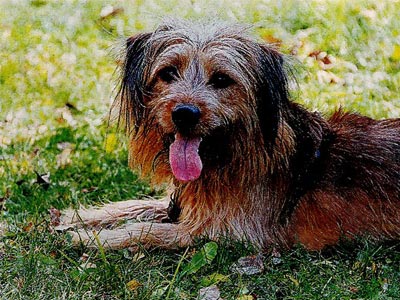 Σκύλος βάζει υποψηφιότητα για δημοτικός σύμβουλος! Σκύλος βάζει υποψηφιότητα για δημοτικός σύμβουλος!