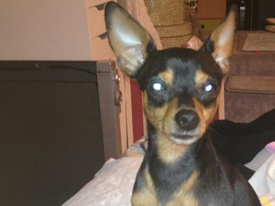 Χάθηκε ο Ταζ