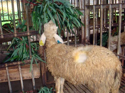 Στο Ανώτατο Δικαστήριο για το πρόβατό του!