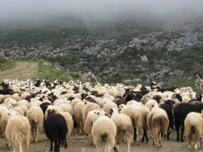 Συνελήφθη για ζωοκλοπή και οπλοκατοχή