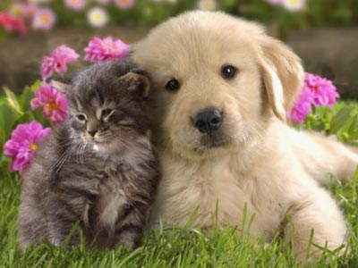 Παγκόσμια Ημέρα των Ζώων σήμερα