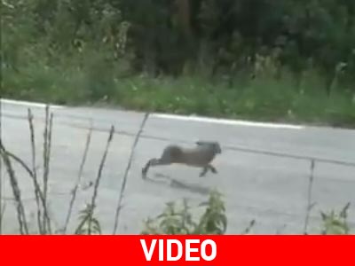 Ένας λαγός σε αγώνα ράλι!