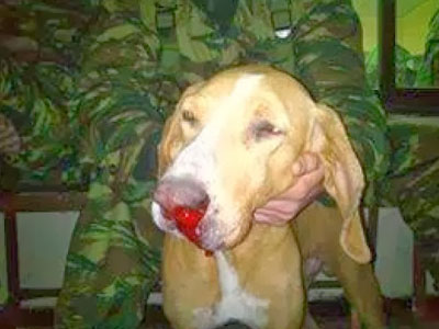 Σώθηκαν τα σκυλιά στο ΚΕΤΘ Αυλώνα