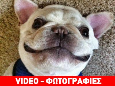 Ο πιο διάσημος σκύλος του Instagram