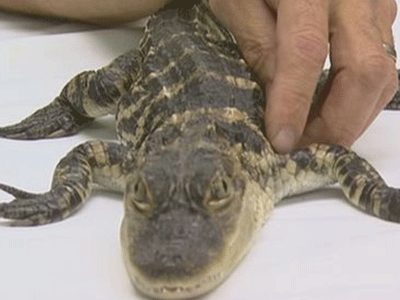 Ήθελε να ανταλλάξει έναν αλιγάτορα με μία 12άδα μπίρες