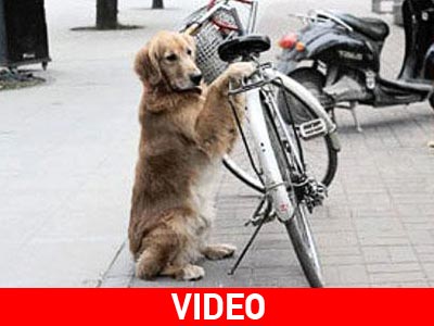 Ο ποδηλάτης σκύλος!