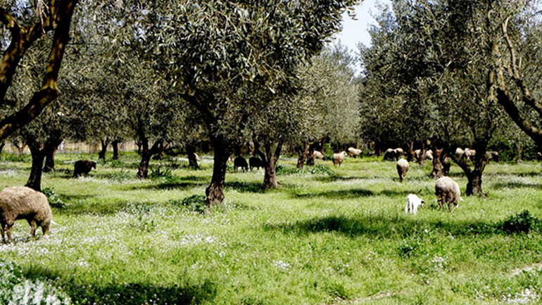 Αγρίνιο: Ηλικιωμένος βρέθηκε νεκρός από πυροβολισμό στο χωράφι του Αγρίνιο: Ηλικιωμένος βρέθηκε νεκρός από πυροβολισμό στο χωράφι του