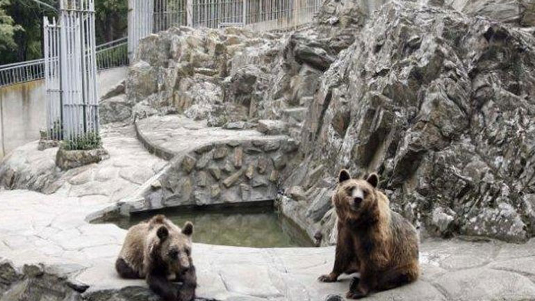 Αρκτούρος: Νίκη της κοινωνίας των πολιτών η μεταφορά των άγριων ζώων από τον Ζωολογικό Κήπο